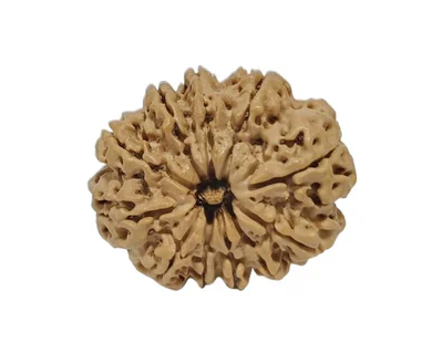 11 Mukhi Nepali Rudraksha Collector Bead with Lab Certificate and X-Ray Report - RM7