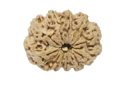 11 Mukhi Nepali Rudraksha Collector Bead with Lab Certificate and X-Ray Report - RM4